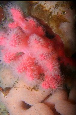 soft coral