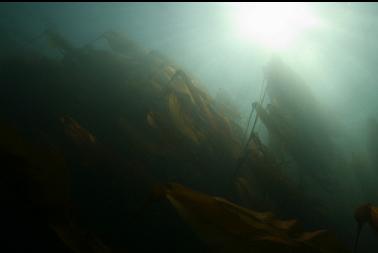 kelp