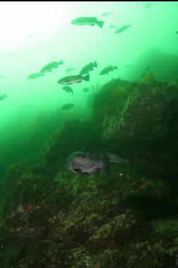 black rockfish