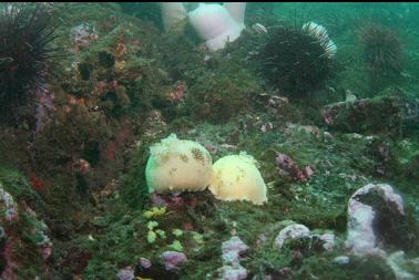 nudibranchs