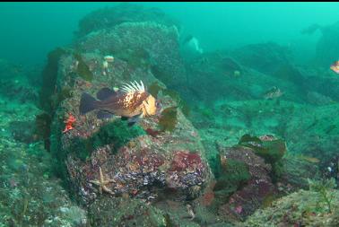 rockfish at end of reef