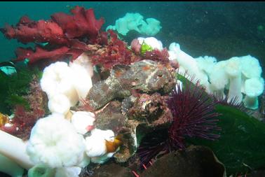 buffalo sculpin