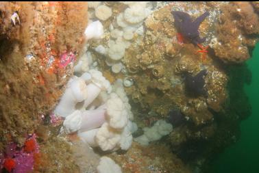 plumose anemones in crevice