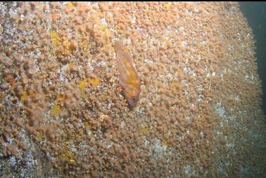 copper rockfish on zoanthids