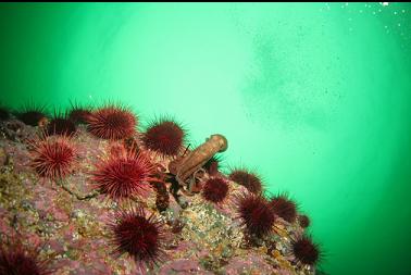 octopus swimming away