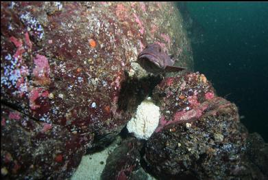 lingcod guarding eggs