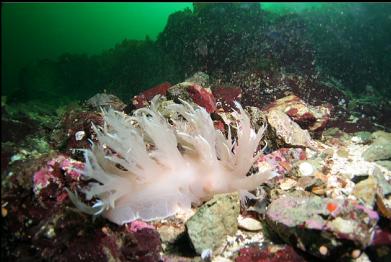 giant nudibranch