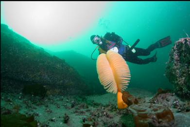 sea pen at base of wall