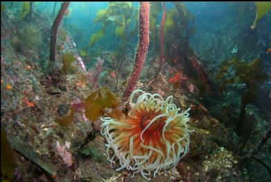 sand anemone