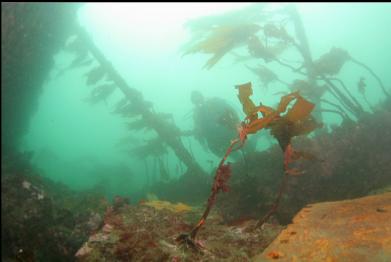 wreckage, stalked kelp and boiler on left