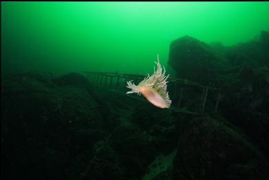 swimming nudibranch and ladder