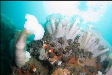 plumose anemones and tritons/whelks laying eggs