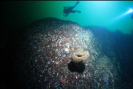 boot sponge