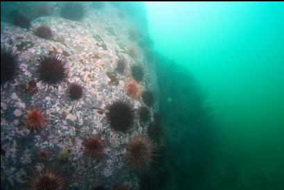 urchins on wall