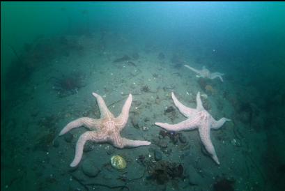 seastars on mud