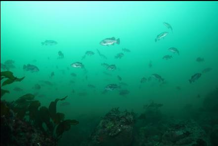 black rockfish over the boulders