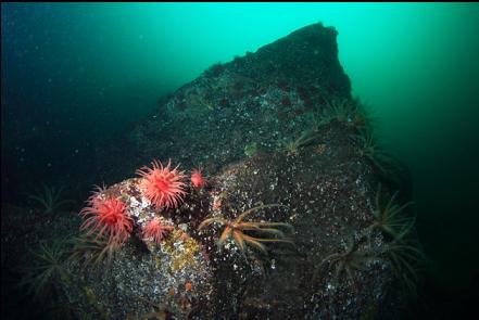 crimson anemones and feather stars