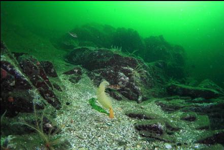 sea pen