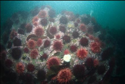 urchin-covered reef