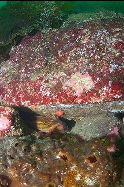 COPPER ROCKFISH