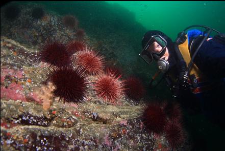 soft coral and urchins