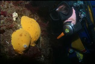 NUDIBRANNCHS