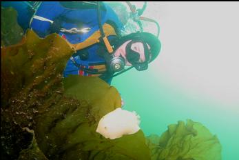 NUDIBRANCH ON KELP