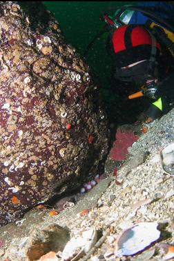 looking at octopus