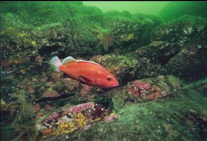 YELLOWEYE ROCKFISH