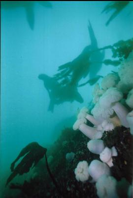 SEALIONS ABOVE WALL