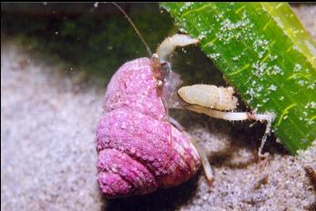 HERMIT CRAB BY EELGRASS