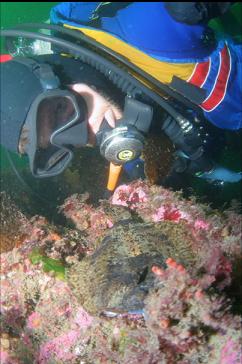 LOOKING AT FLOUNDER