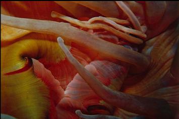 FISH-EATING ANEMONE