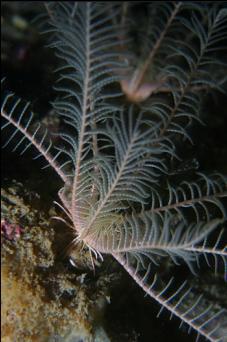 TINY FEATHER STARS