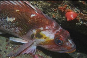 COPPER ROCKFISH