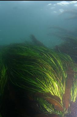 surf grass