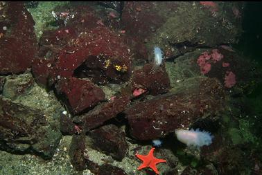 crystal tunicates