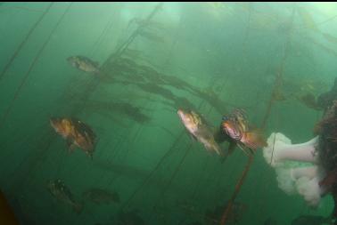 rockfish in kelp forest