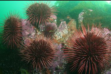 urchins