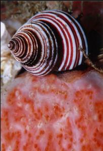 SNAIL ON TUNICATE COLONY