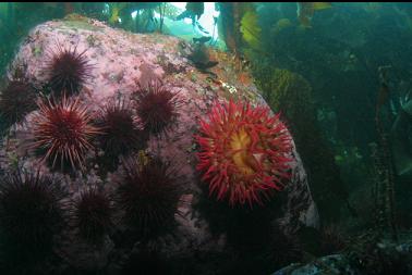 fish-eating anemone and urchins