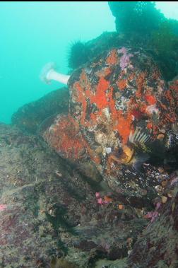 quillback rockfish and orange colonial tunicates on wall