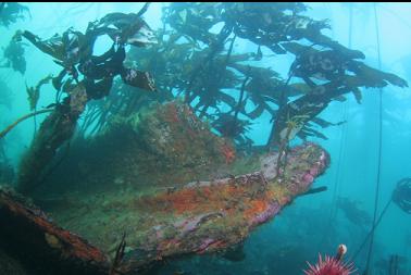 stalked kelp on wreckage