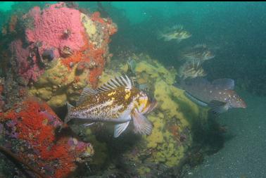 copper rockfish and kelp greenling
