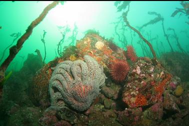 sunflower star and urchins