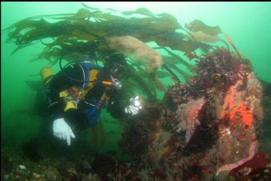 boulder and stalked kelp in channel