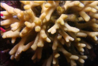 staghorn bryozoan