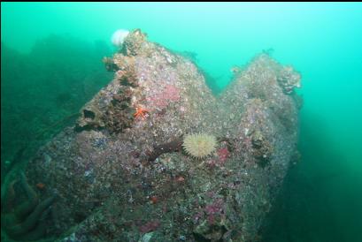 anemone 50 feet deep