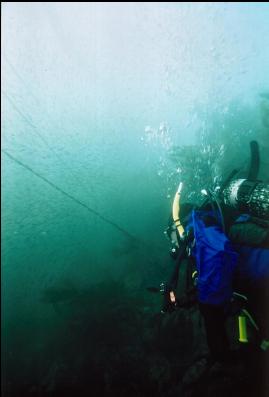 DIVER AND HERRING IN SHALLOWS