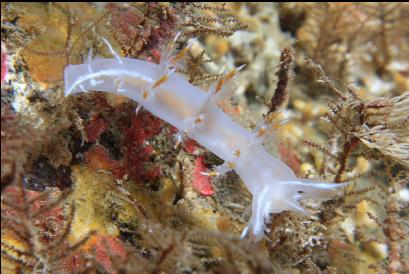 nudibranch